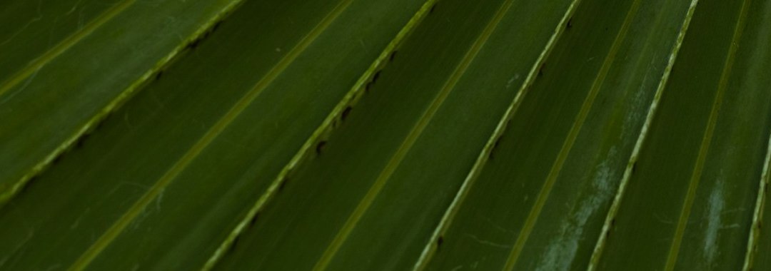 Textura vegetal